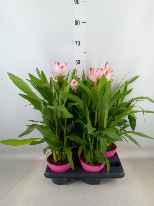 <h4>Curcuma alism. 'Siam Salsa'</h4>