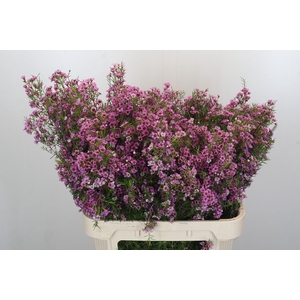 Chamelaucium Kerryn