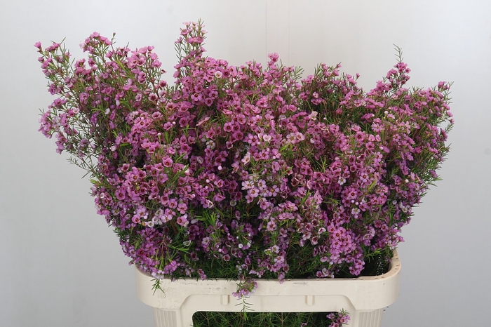 <h4>Chamelaucium Kerryn</h4>