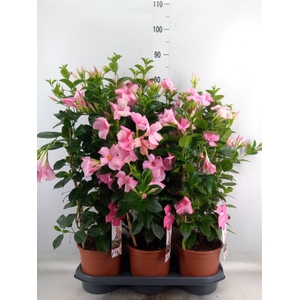 Mandevilla sand. 'SumStar Pink Mag'