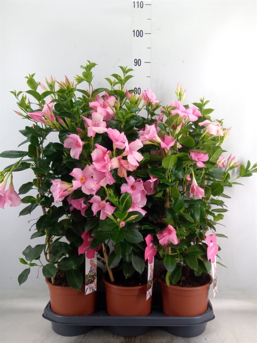 <h4>Mandevilla sand. 'SumStar Pink Mag'</h4>
