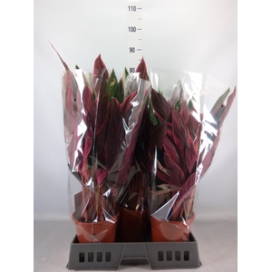 Stromanthe sanguin. 'Triostar'