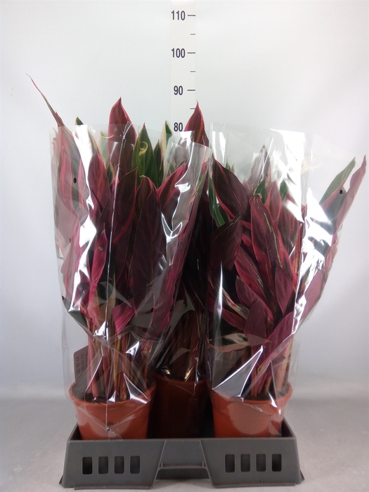 <h4>Stromanthe sanguin. 'Triostar'</h4>