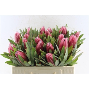 Protea Lieben Cherry