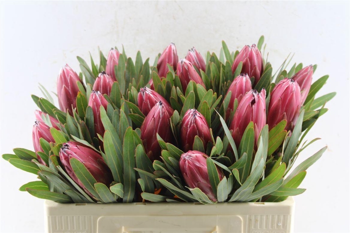 <h4>Protea Lieben Cherry</h4>