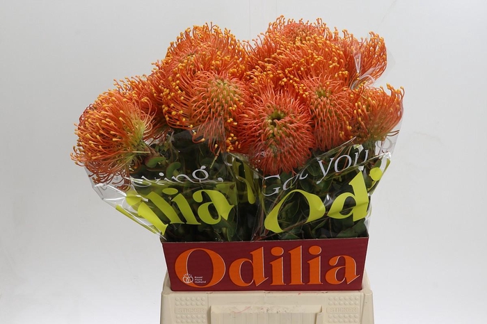 Nutans Ayoba Mandarin Zest