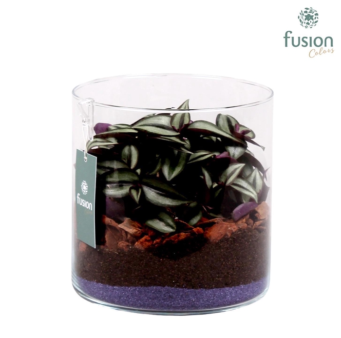 <h4>Glazen cilindervaas</h4>