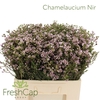Chamelaucium Nir