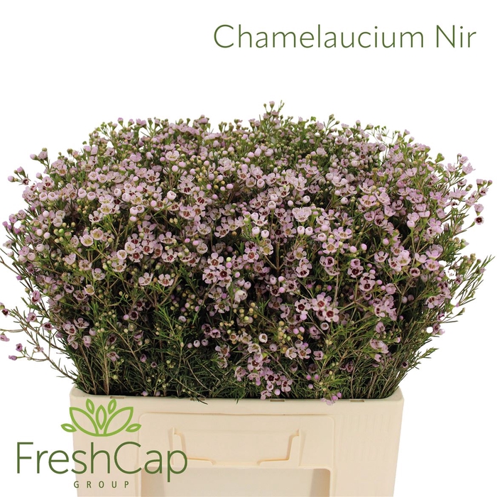 <h4>Chamelaucium Nir</h4>