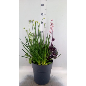 Vaste pltn   ...mix 3  [Perennials]