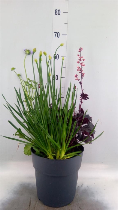<h4>Vaste pltn   ...mix 3  [Perennials]</h4>