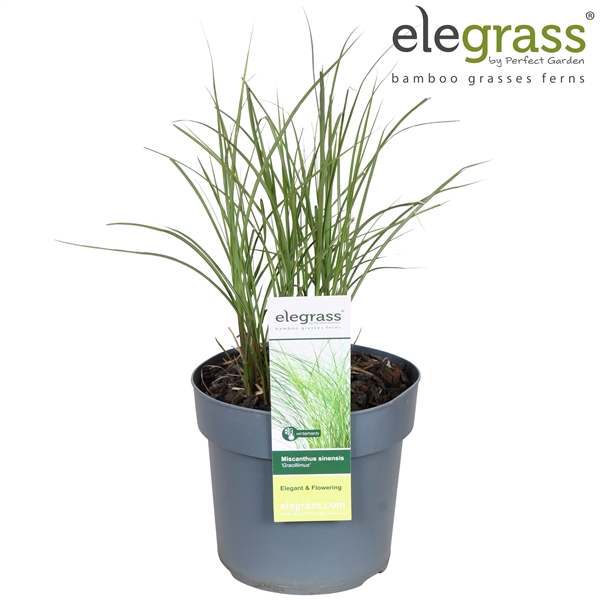 <h4>Miscanthus sinensis 'Gracillimus' P19</h4>