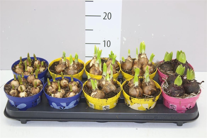 <h4>Bolbloemen Gemengd</h4>