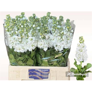 MATTH AIDA WHITE