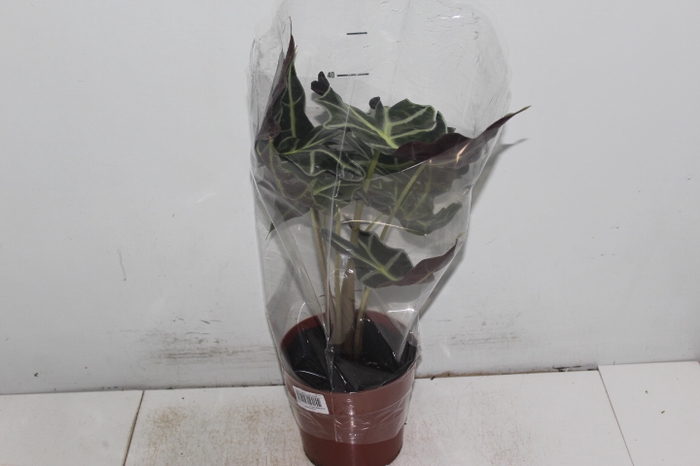 ALOCASIA POLLY P17