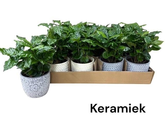 <h4>COFFEA ARABICA</h4>