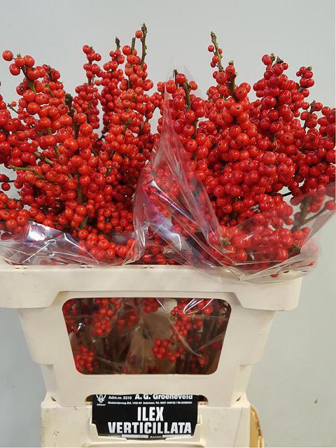 <h4>ILEX VE RODE BES</h4>