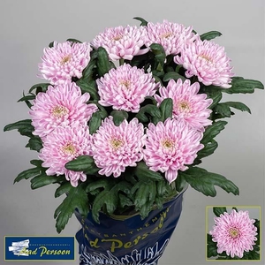 CHRYSANT GEPL ROSSANO CHR G ROSSANO