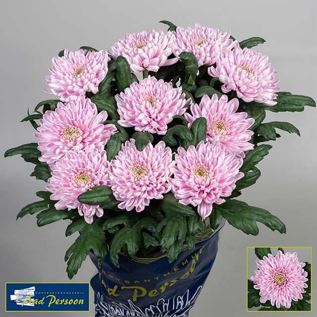 CHRYSANT GEPL ROSSANO CHR G ROSSANO