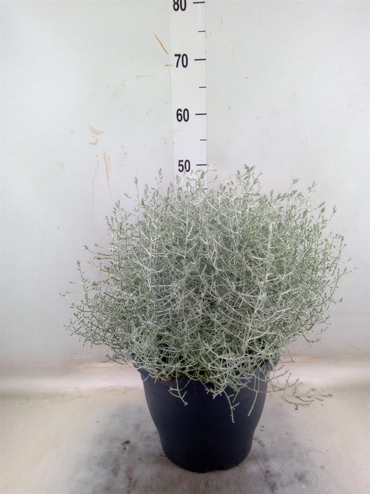 <h4>Leucophyta brownii</h4>