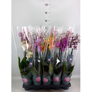 Phalaenopsis   ...mix  7