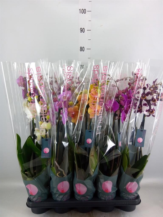 <h4>Phalaenopsis   ...mix  7</h4>