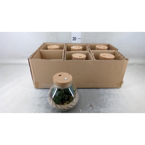 Arr.   Kamerplant Groen H%