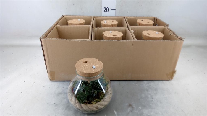 <h4>Arr.   Kamerplant Groen H%</h4>