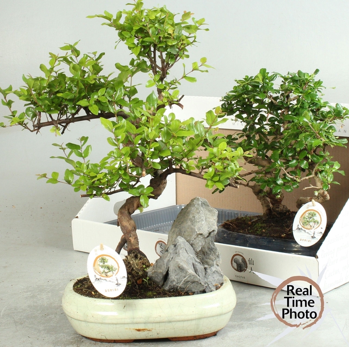 <h4>BONSAI GEM</h4>