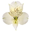 ALSTROEMERIA WHISTLER 080 CM