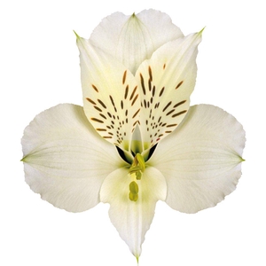 ALSTROEMERIA WHISTLER 080 CM