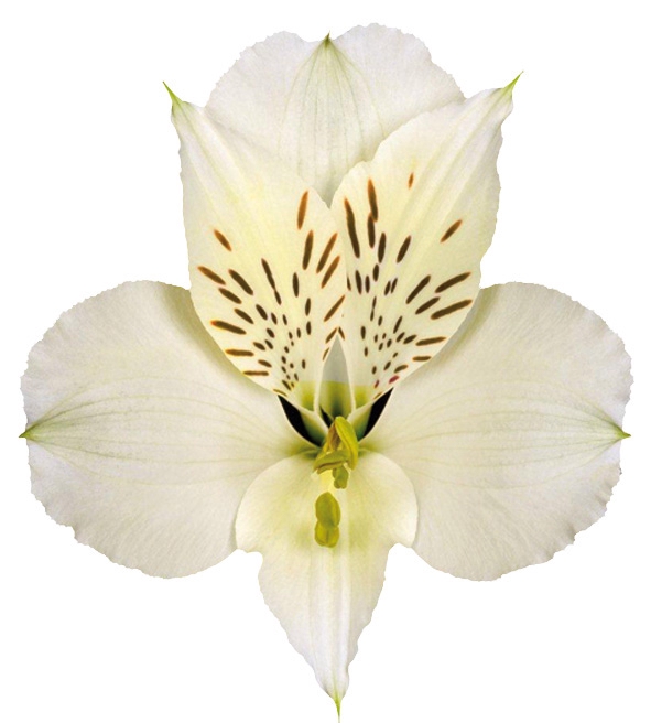 <h4>ALSTROEMERIA WHISTLER 080 CM</h4>