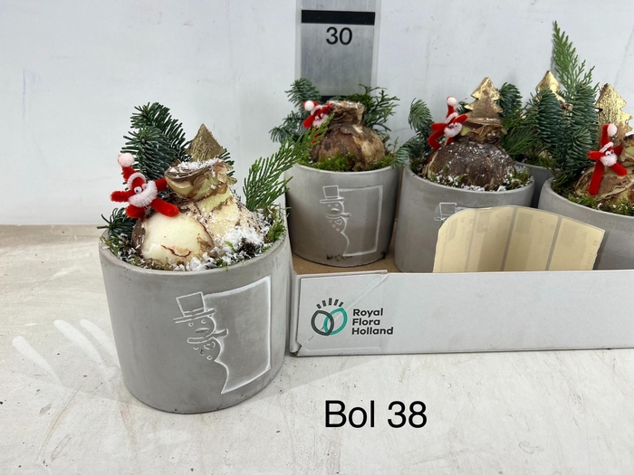 <h4>ARR HIPPEASTRUM</h4>