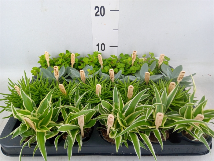 <h4>Planten  ..mix</h4>