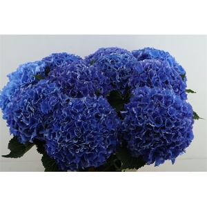 Hydr M Royal Parade 65-22