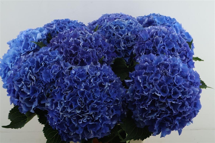 <h4>Hydr M Royal Parade 65-22</h4>