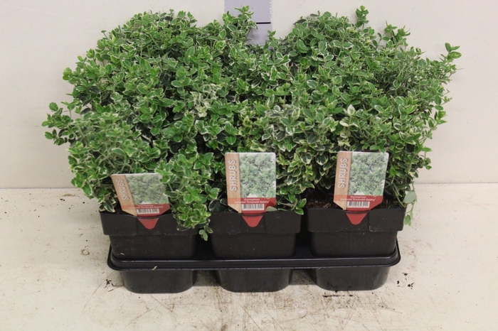 <h4>Euonymus fortunei 'Emerald Gaiety'</h4>