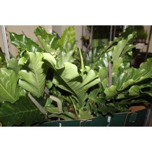 ANTHURIUM HOOKERI P19