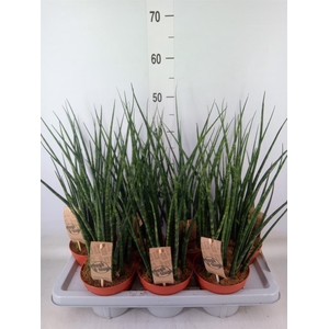 Sansevieria  'Fernwood'