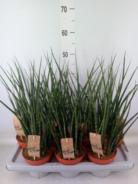 <h4>Sansevieria  'Fernwood'</h4>