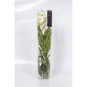 Vanda Wit Glas Michelle