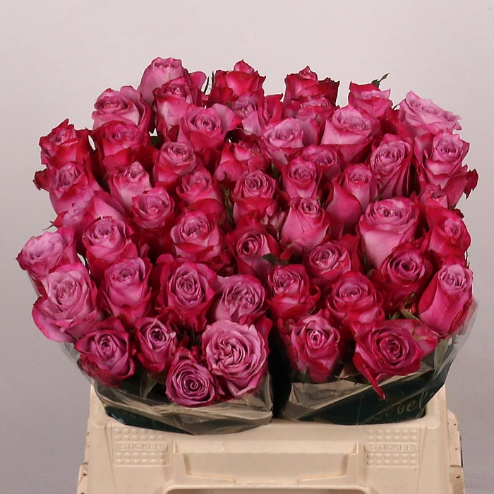 <h4>R GR DEEP PURPLE</h4>