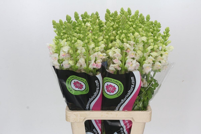 Antirrhinum Maryland Plumblossom