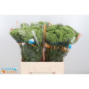 AMMI VISNAGA