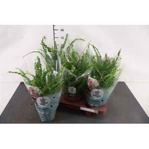 Nephrolepis 12 Cm. P. Duffii