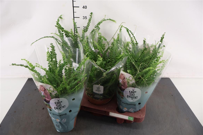 <h4>Nephrolepis 12 Cm. P. Duffii</h4>