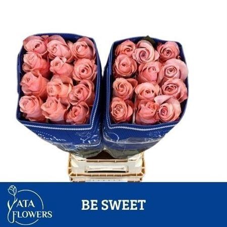 <h4>R Gr Be Sweet Ec</h4>