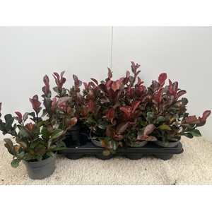 PHOT FR LITT RED ROB