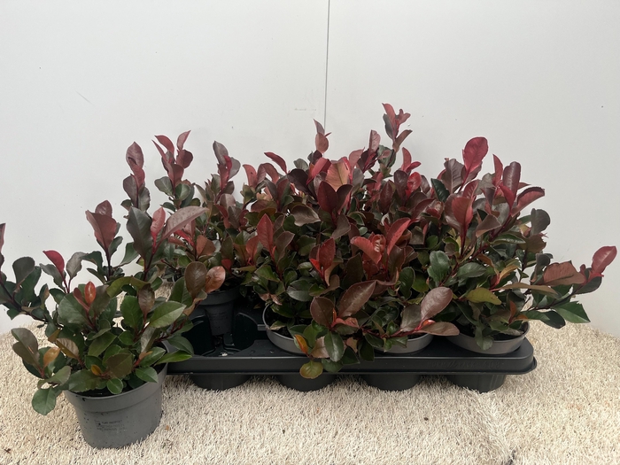 <h4>PHOT FR LITT RED ROB</h4>