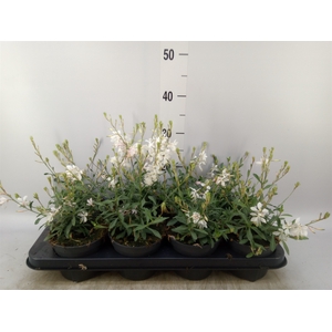 Gaura lindheimeri 'Geyser White'